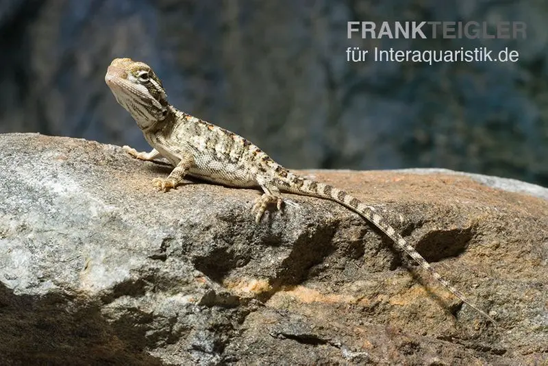 Zwergbartagame, Pogona henrylawsoni