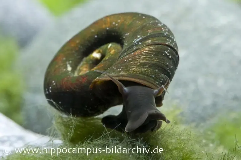 Posthornschnecke, Planorbarius corneus (Kaltwasser & Warmwasser)