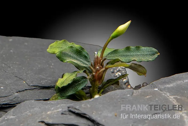 Bucephalandra "Wavy Dark Green", im Topf