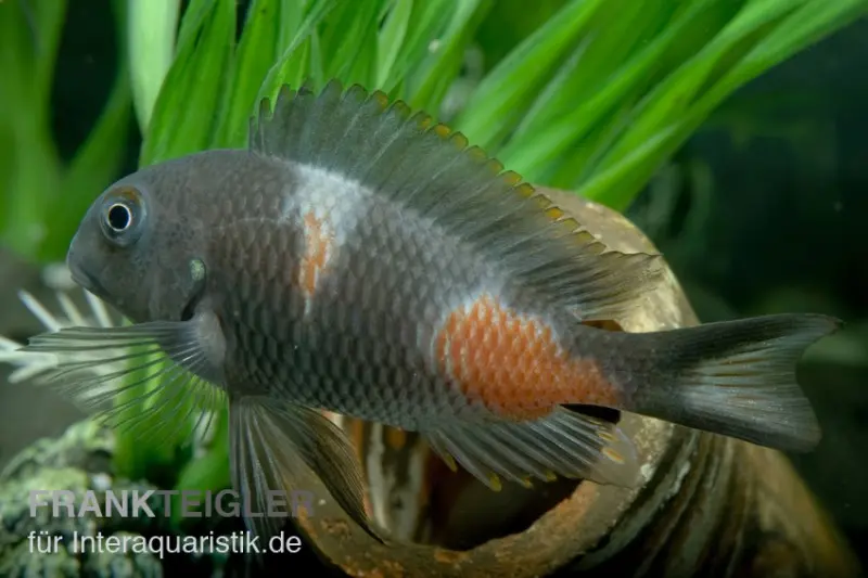 Kirschfleck-Moorii, Tropheus moorii "Bulu Point", DNZ