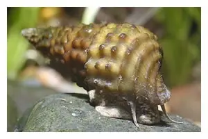 Genoppte Turmdeckelschnecke, Brotia henriettae