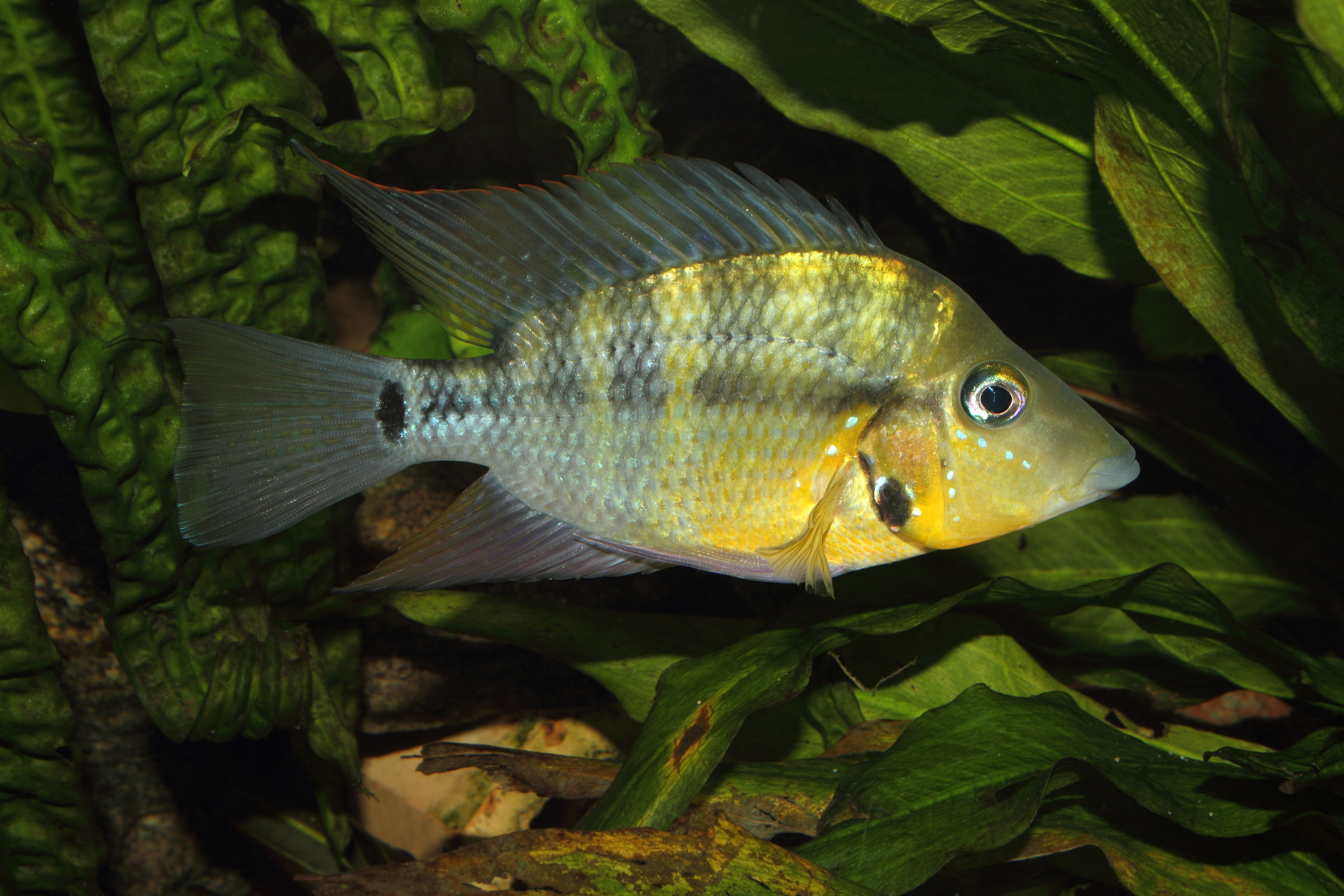 Gelber Feuermaulbuntbarsch, Thorichthys passionis "Black Gullet"