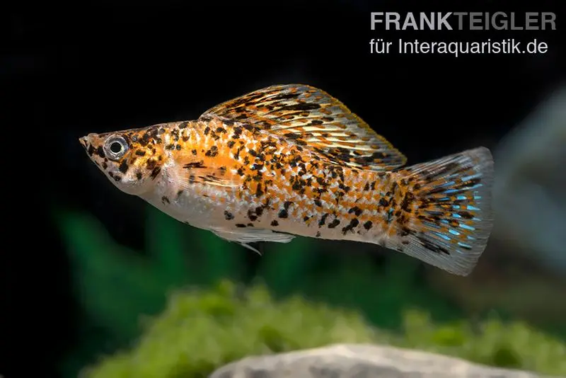 Neon Spotted Molly, Poecilia latipinna