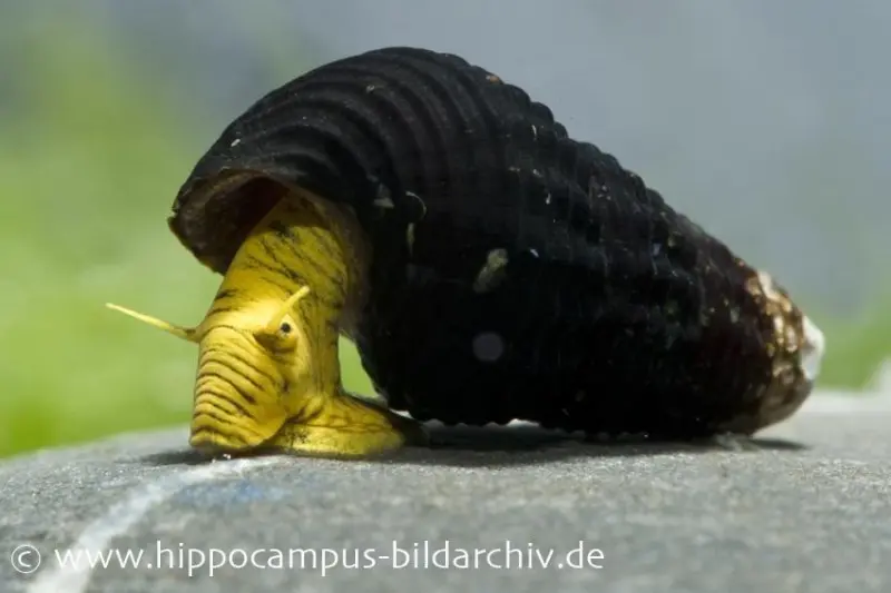 Gelbe Zwergperlhuhnschnecke, Tylomelania sp. 'Mini Yellow'