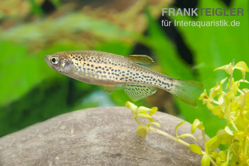 Leopardbärbling, Brachydanio frankei