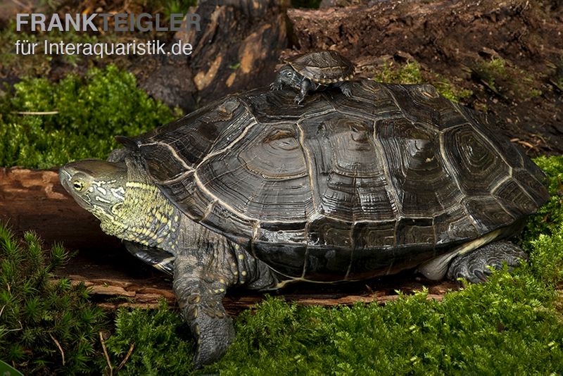 Chinesische Dreikielschildkröte, Mauremys reevesii