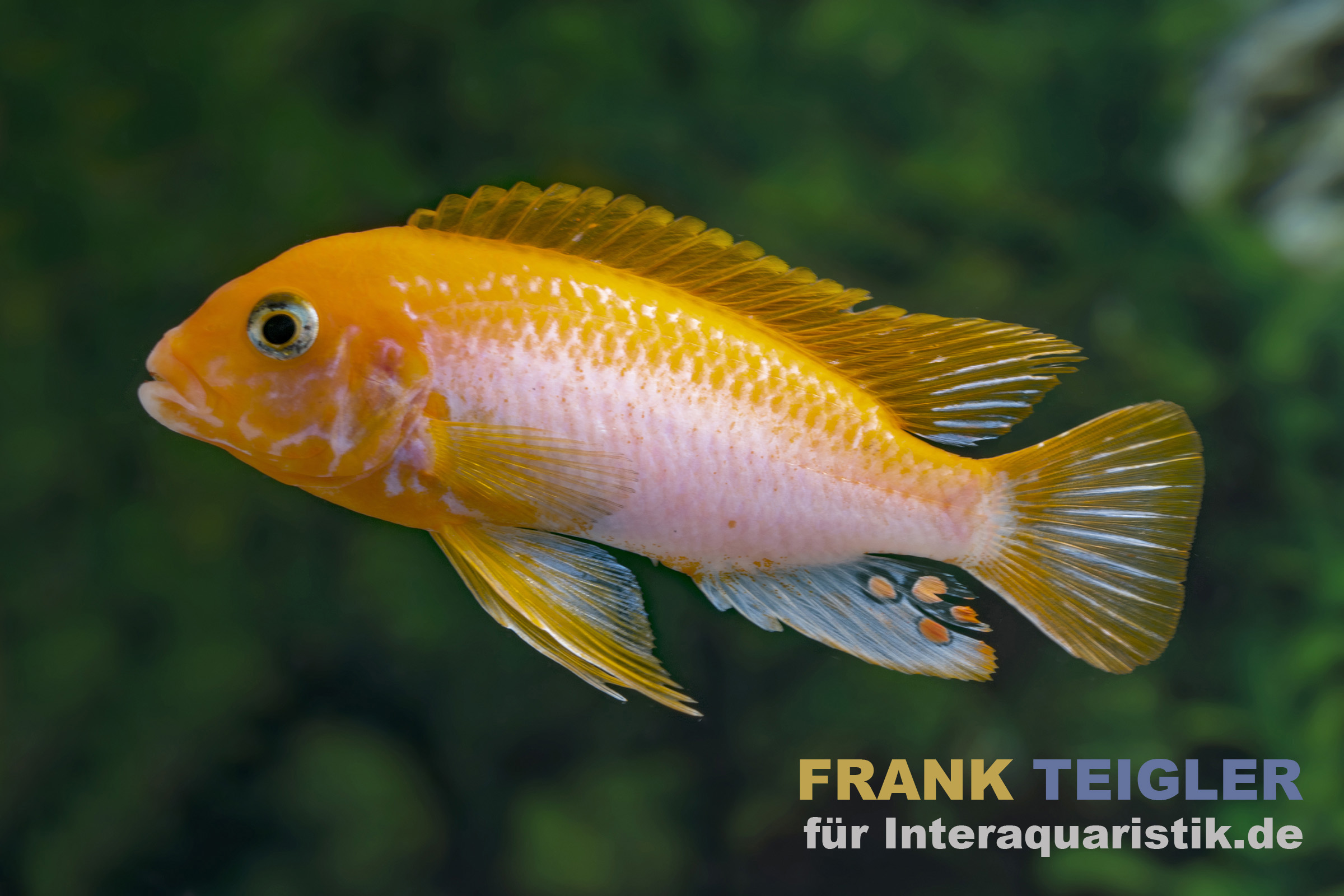 Labidochromis sunflower, Labidochromis hongi sunflower