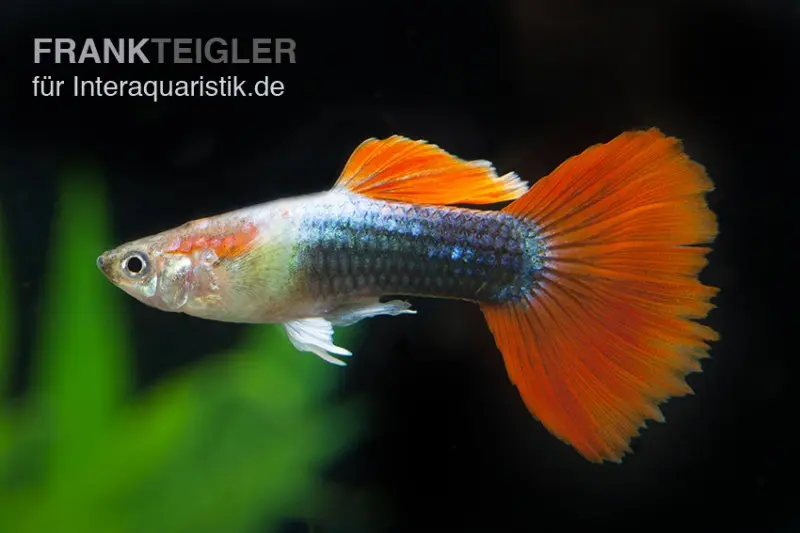 Guppy neonblau-rot, Poecilia reticulata