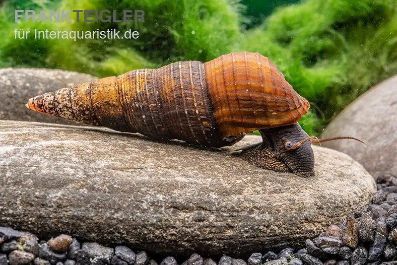 Nero-Turmdeckelschnecke, Tylomelania spec.