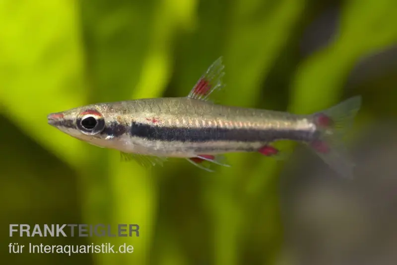 Dreibindenziersalmler, Nannostomus trifasciatus