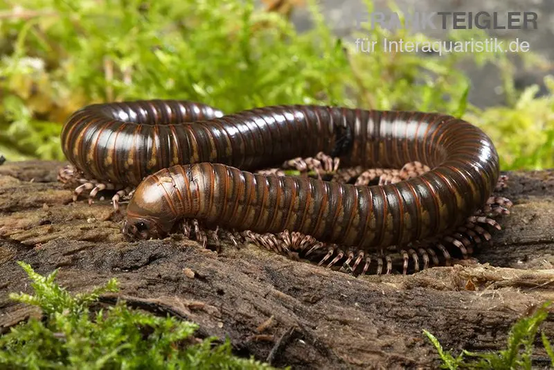 Long Leg-Millipede, Spirostreptus spec.