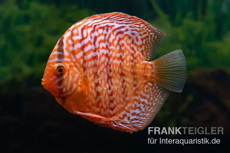 Diskusfisch ASIA-NZ, Symphysodon discus Red Tiger