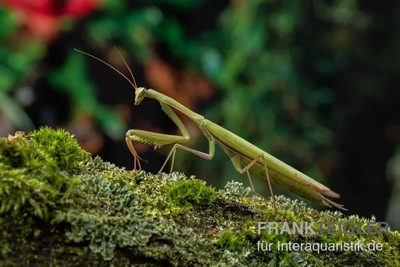 Europäische Gottesanbeterin, Mantis religiosa