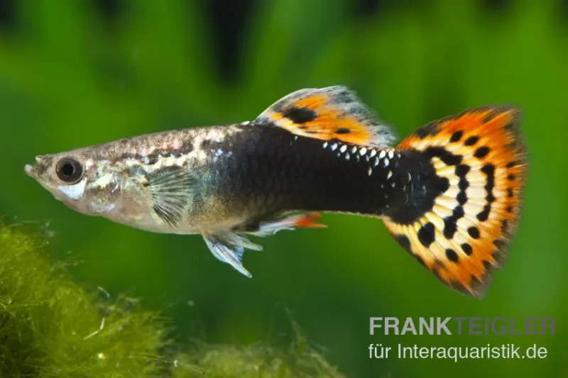 Guppy Dragon Head Tuxedo, Poecilia reticulata, Männchen