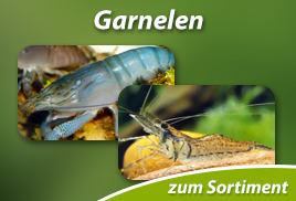 Garnelen kaufen