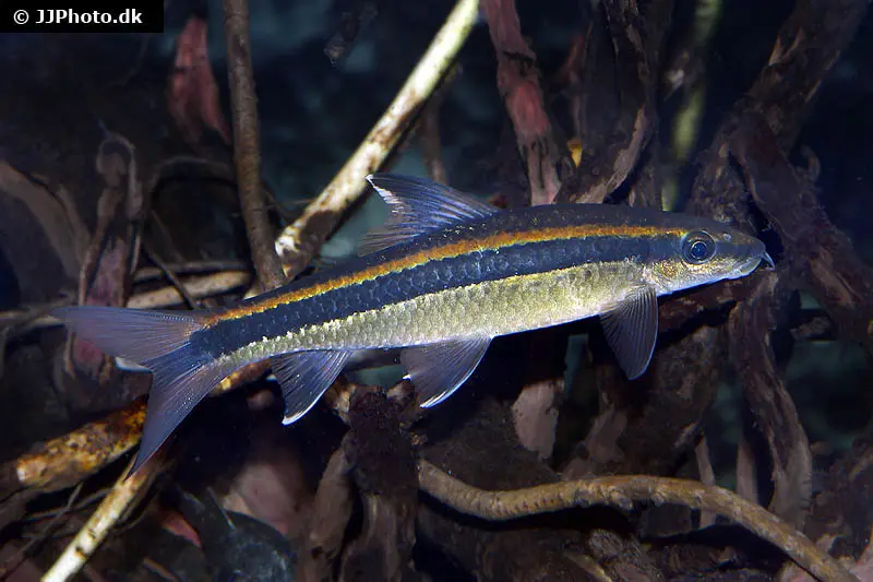 Schönflossen-Algenfresser, Epalzeorhynchus kallopterus