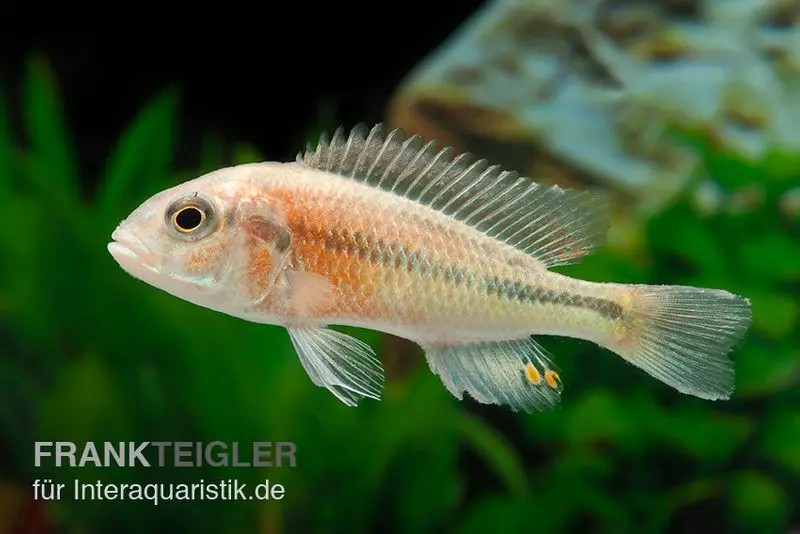 Haplochromis spec. HIPPO POINT SALMON, DNZ