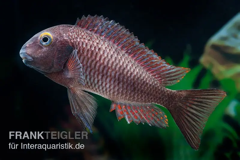 Lufubu-Moorii, Tropheus moorii "Lufubu", DNZ