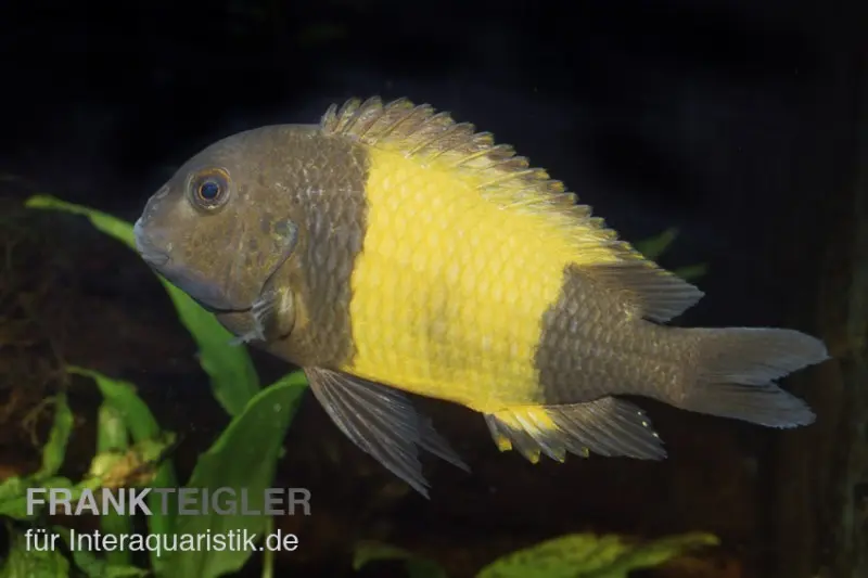 Tropheus moorii "Kaiser Ikola", DNZ