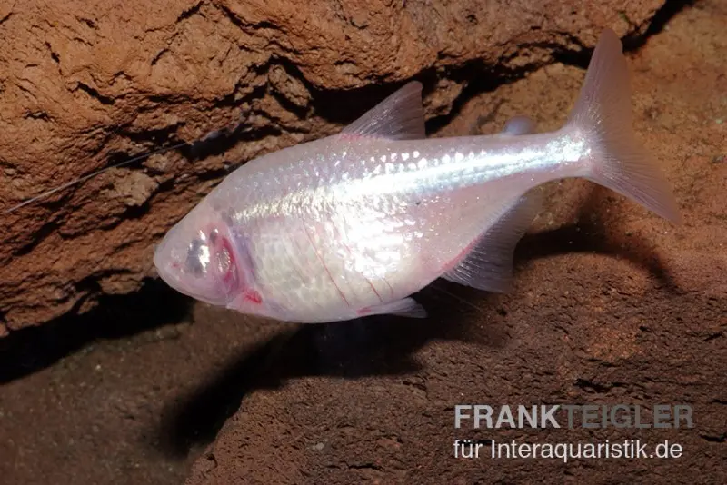 Blinder Höhlensalmler, Astyanax fasciatus mexicanus, 4-5 cm