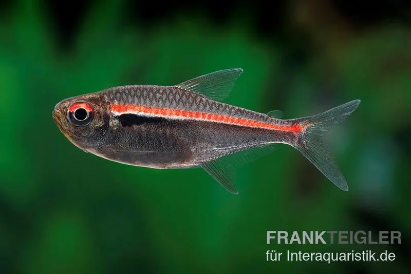 Amapa-Glühlichtsalmler, Hyphessobrycon amapaensis