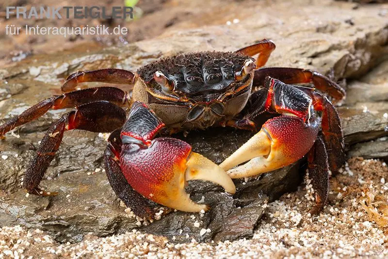 Spider Crab, Neosarmatium meinerti