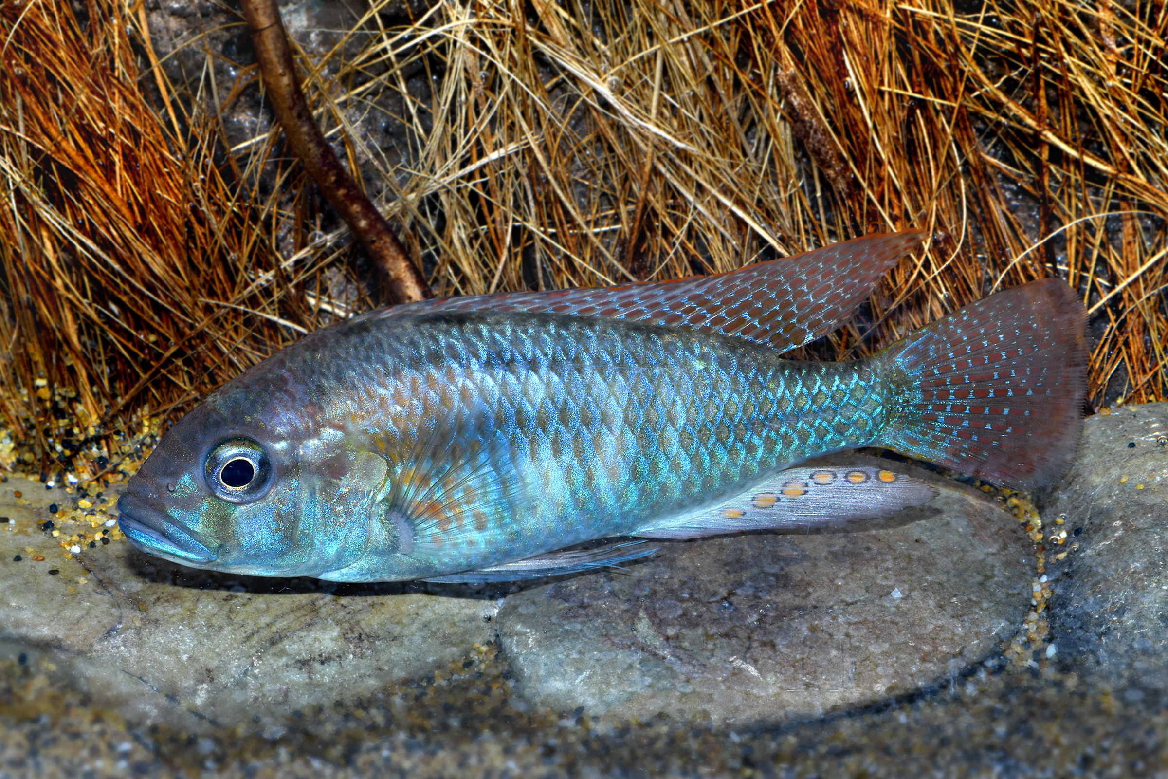 Burtons Maulbrüter, Astatotilapia burtoni, DNZ