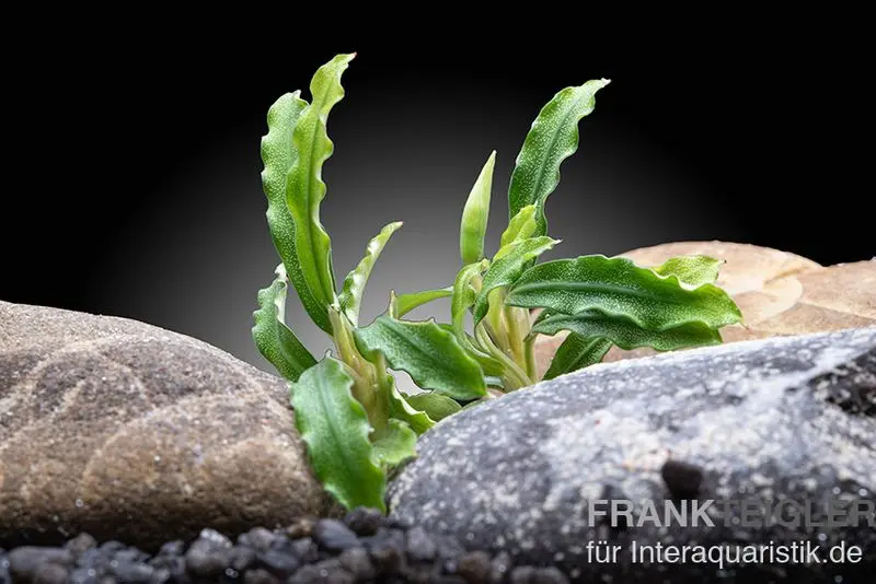 Biblis Skyblue, Bucephalandra sp., lose