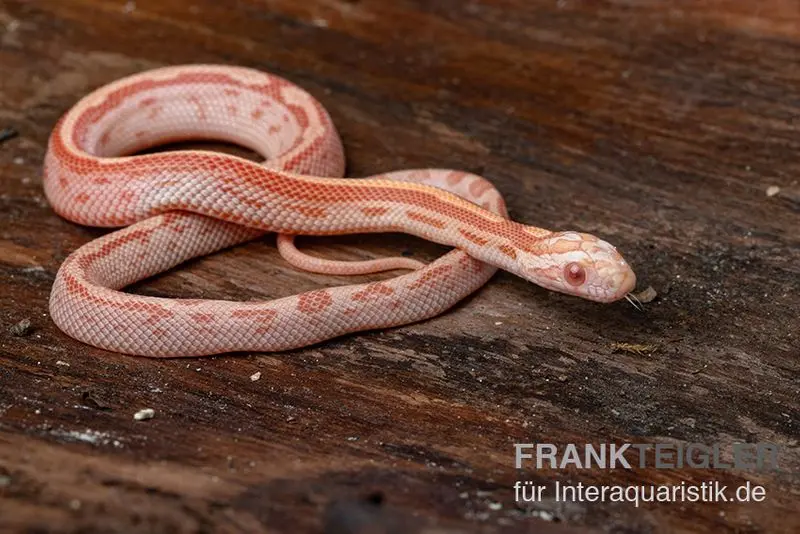 Kornnatter, Pantherophis guttatus AMEL MOTLY STRIPED