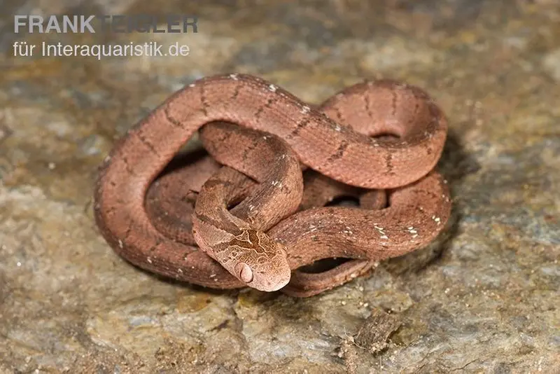 Gansi-Eierschlange, Dasypeltis gansi