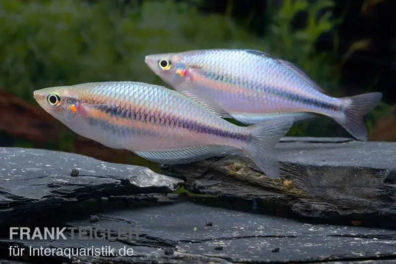 Kameng-River-Regenbogenfisch, Melanotaenia sp. "Kameng River" 