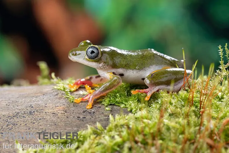 Afrikanischer Riedfrosch, Hyperolius concolor