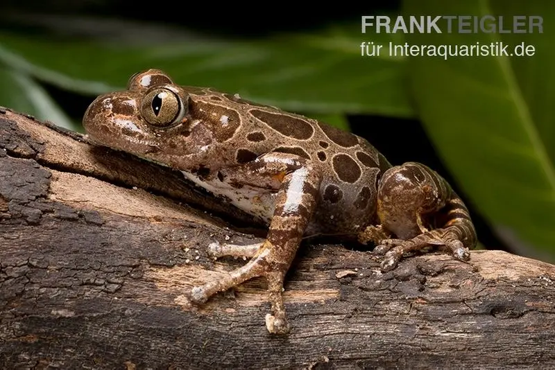 Brauner Rennfrosch, Kassina fusca