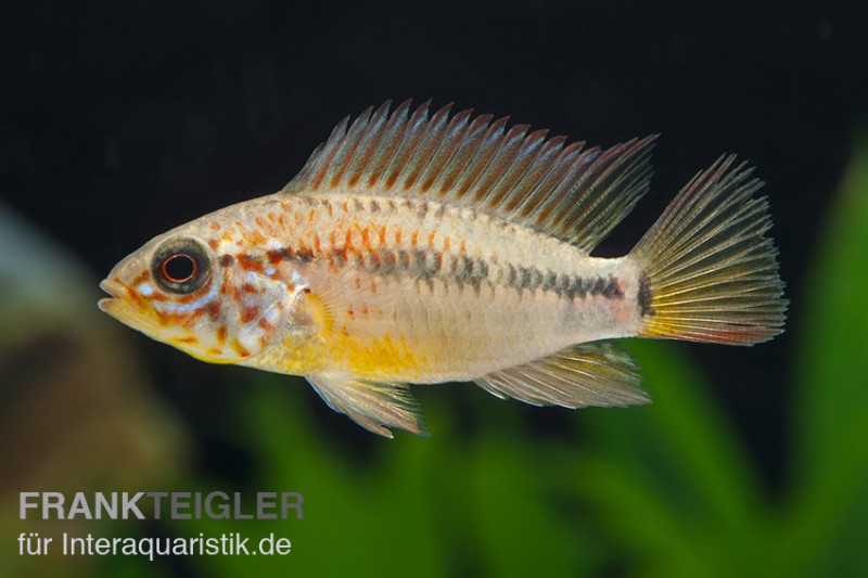 Villavicencio-Buntbarsch, Apistogramma macmasteri, paarweise