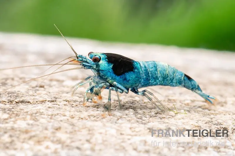 Blue Mosura King Kong Garnele, Caridina spec. (Taiwan Bee)