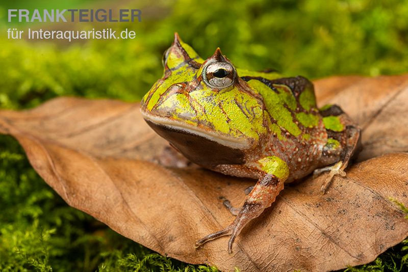 Gemalter Hornfrosch (grün), Ceratophrys cornuta green