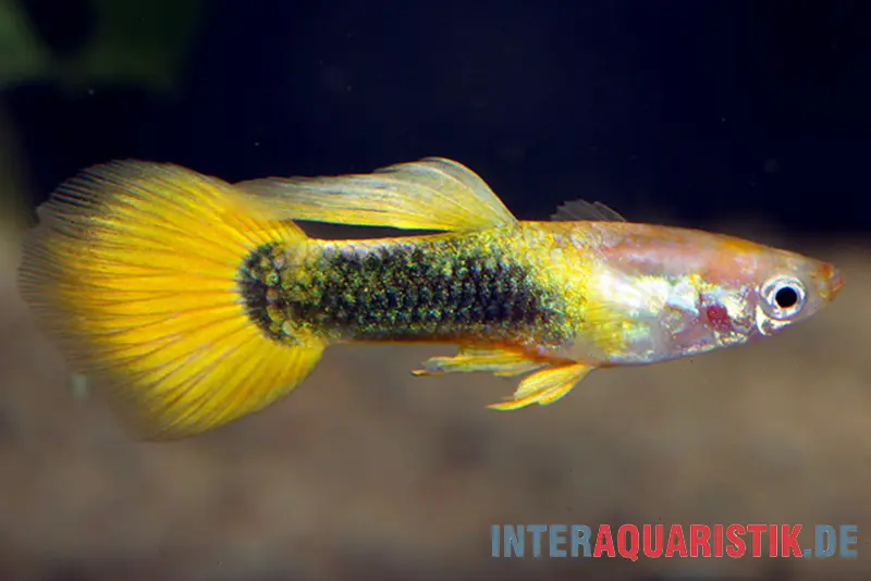 Guppy goldgelb Tuxedo, Poecilia reticulata