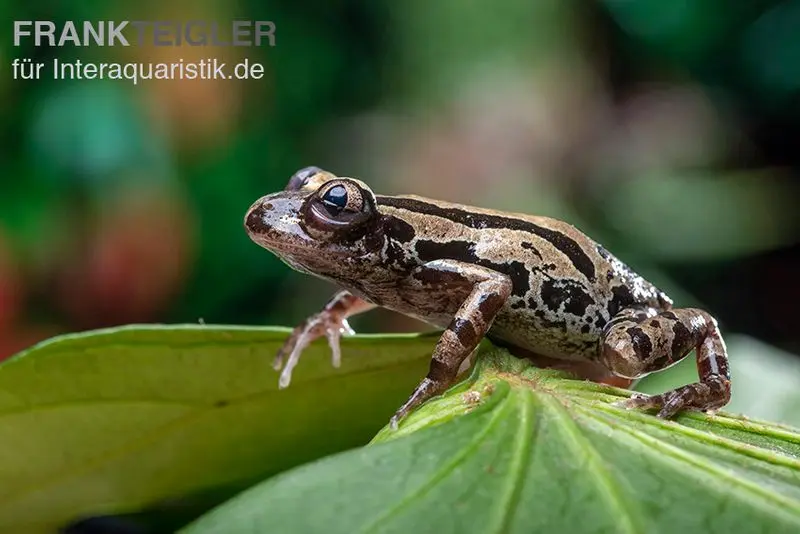 Senegal-Rennfrosch, Kassina senegalensis