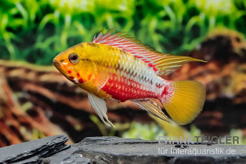 Rotstrich-Zwergbuntbarsch Variante III, Apistogramma hongsloi, paarweise