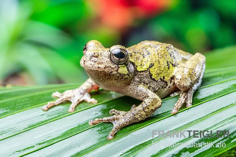 Grauer Laubfrosch, Hyla versicolor