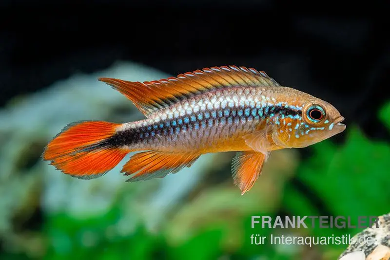 Agassizii-Zwergbuntbarsch gold-rot, Apistogramma agassizii gold-rot, paarweise