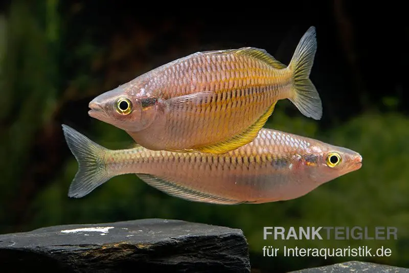 Sorong-Regenbogenfisch, Melanotaenia fredericki Wild, 5 Tiere