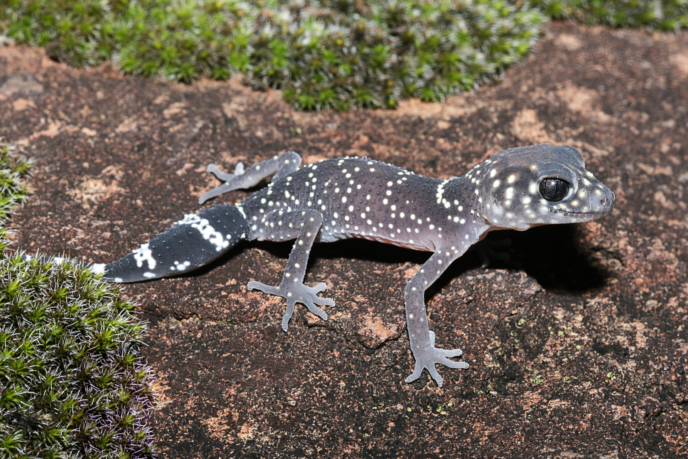 Jim Knopfschwanzgecko, Underwoodisaurus milii