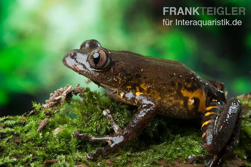 Big-Eye Frog, Leptopilis spec. Big-Eye Frog