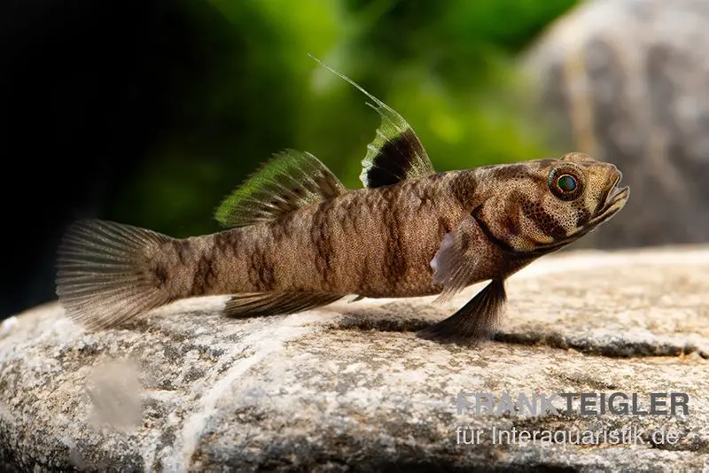 Adeia Grundel, Mugilogobius adeia