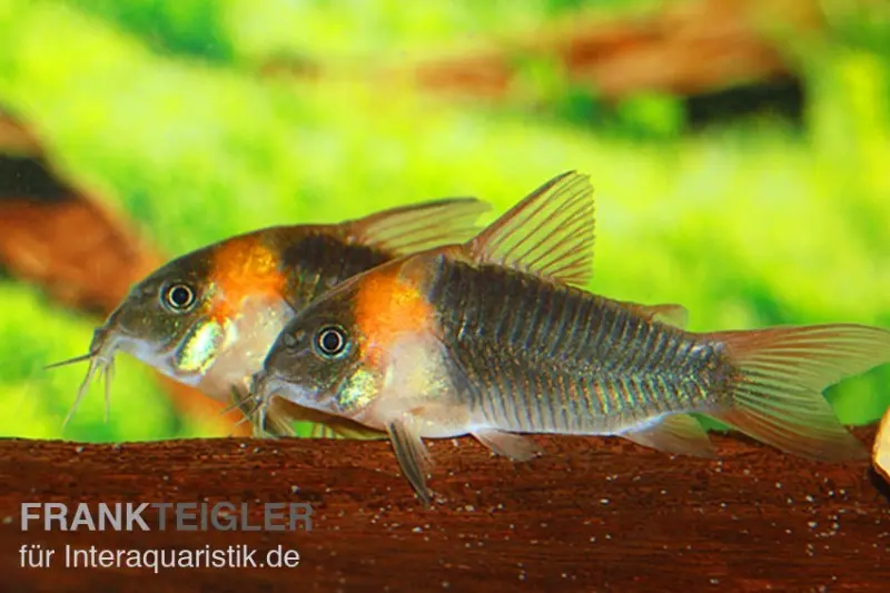 Dreieckspanzerwels, Corydoras eques tefe