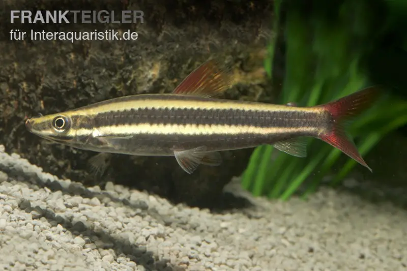 Prachtkopfsteher, Anostomus anostomus