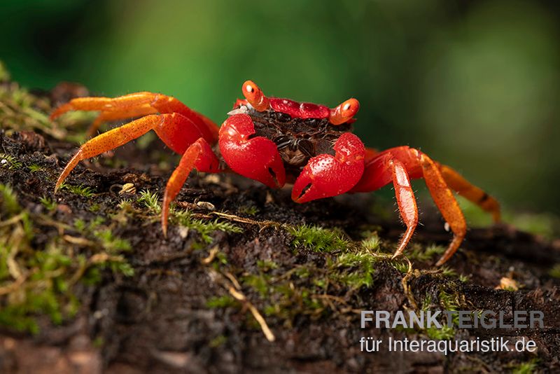 Blood-Devil Vampirkrabbe, Geosesarma sp.