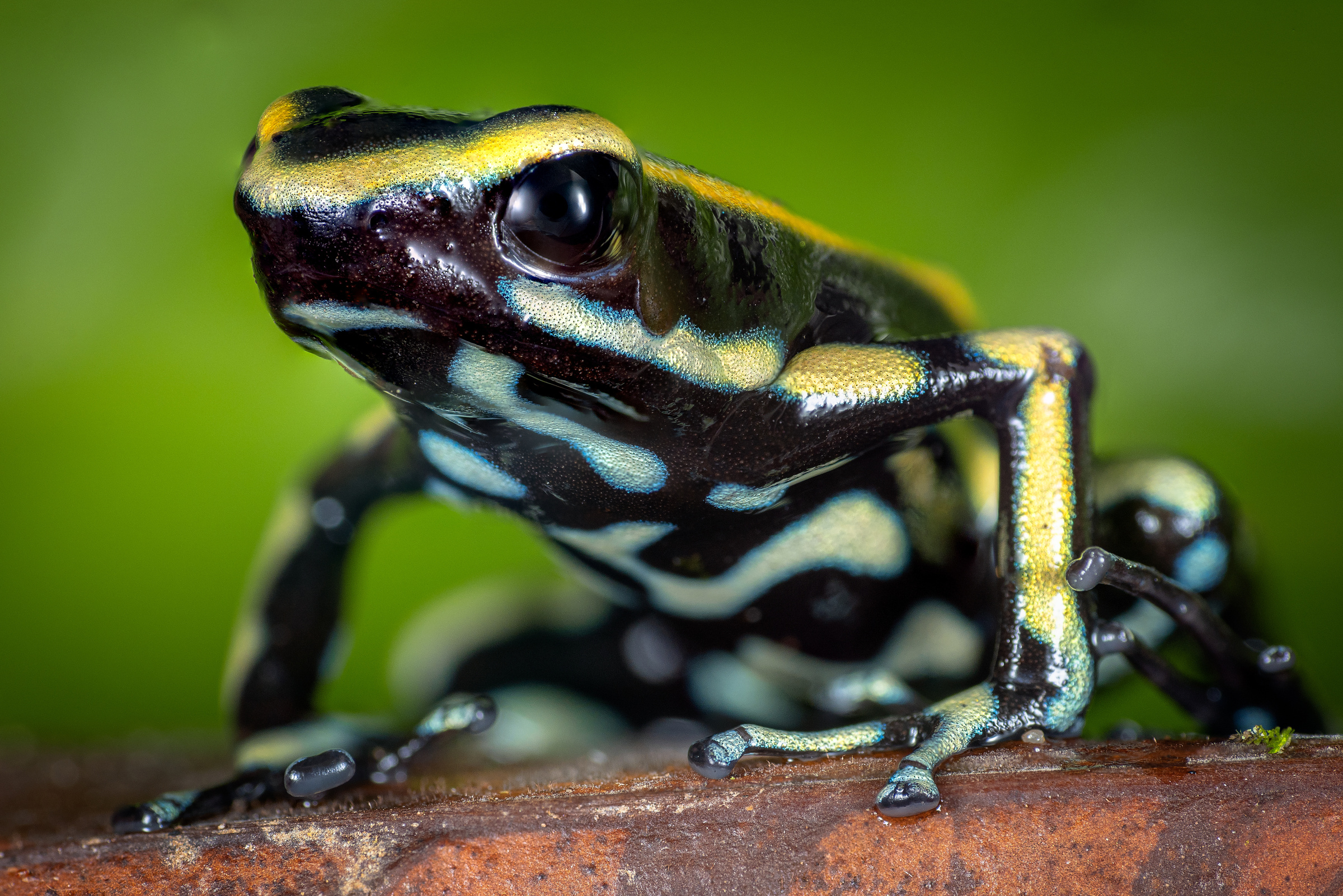 Gelbstreifen Baumsteiger, Dendrobates truncatus