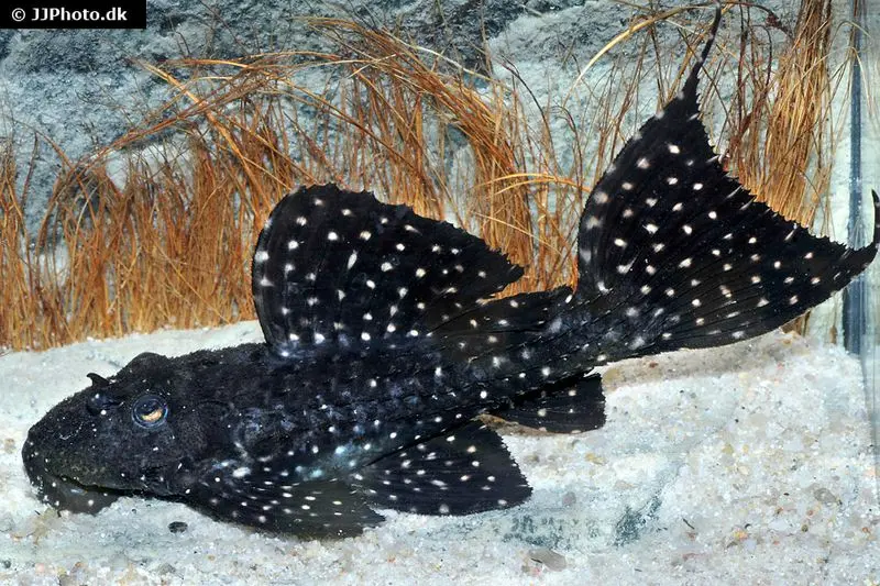 Gelbflecken-Kaktuswels, L97, Pseudacanthicus sp.